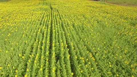 Aerial View Fly Over Low Sunflower Field Stock Footage 74434883