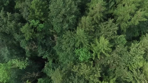 Aerial view - fly over the North European Forest Stock Footage 63614863