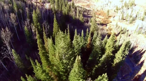 Aerial view fly over of pine trees in the Uinta National Park Stock Footage 32220891