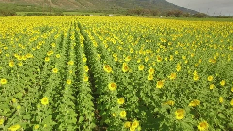 Aerial View Fly Over Pull Out Sunflower Field Stock Footage 74429682