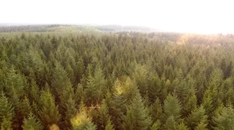 Aerial view - fly Shot Over The North European Forest Stock Footage 62945381