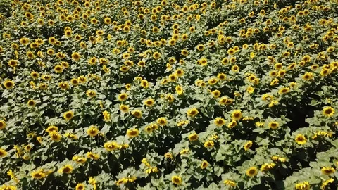Aerial view flying above of a large colored field of ripened sunflowers of gr Stock Footage 95226703