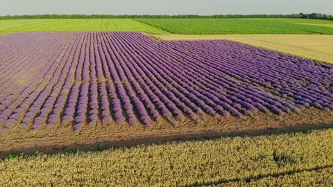 Aerial view, Flying above lavender field in rural countryside. 動画素材 99373378