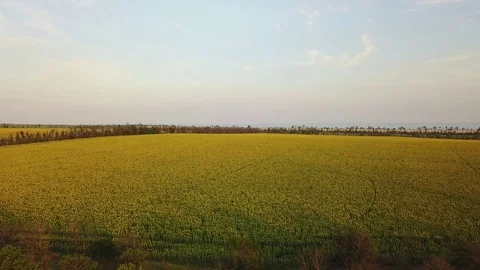 Aerial view: Flying above the sunflower field at sunset. Flying forward and Stock Footage