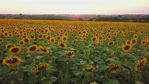 Aerial view: flying above the sunflower field at sunset. Camera moves forward Stock Footage 78022853