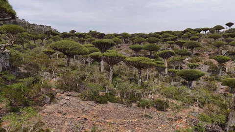 Aerial view flying across the unique dragon's blood tree forest Vídeo Stock 333622400