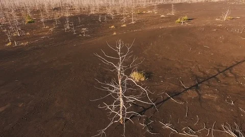 Aerial View. Flying around the tree. Lonely tree in the tundra Stock Footage 73128042