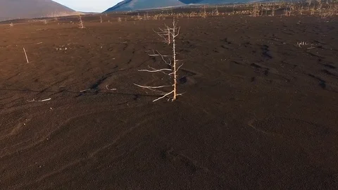Aerial View. Flying around the tree. Lonely tree in the tundra Stock Footage 73128143