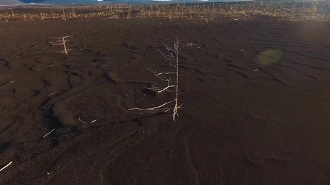 Aerial View. Flying around the tree. Lonely tree in the tundra Stock Footage 73128237
