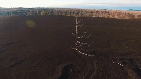 Aerial View. Flying around the tree. Lonely tree in the tundra Stock Footage 73128297