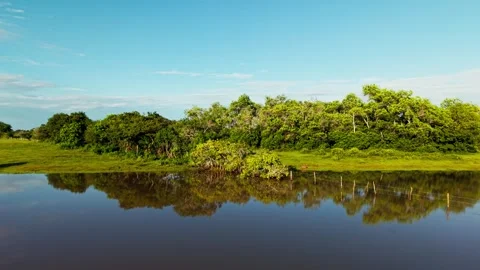 Aerial view flying backwards over a flooded green savanna and forest in the Vídeo Stock 331204774