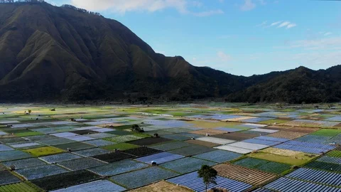 Aerial view flying backwards of some amazing rice fields of Sembalun Stock Footage 93736093
