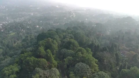 Aerial view, flying between the palms, trees in a tropical forest, Sunrise in Stock Footage 202292123