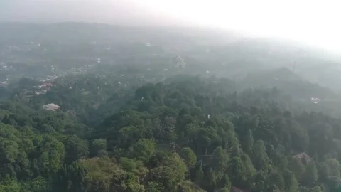 Aerial view, flying between the palms, trees in a tropical forest, Sunrise in Stock Footage 202292131
