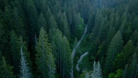 Aerial view flying close over a forest Stock Footage 77061336