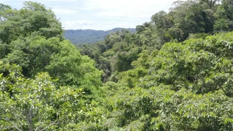 Aerial view, flying closely over the canopy of a tropical forest in the Amazon Stock Footage 146753577