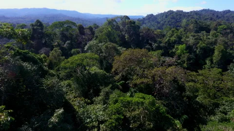 Aerial view flying closely over a diverse tropical forest canopy Vidéo 336863464