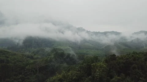 Aerial view, flying to the clouds, above the plantation in a tropical forest Stock Footage 201416298