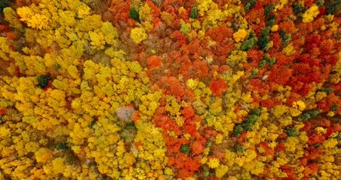 Aerial view: flying directly above beautiful treetops in the stunning lush dense Stock Footage 139772829