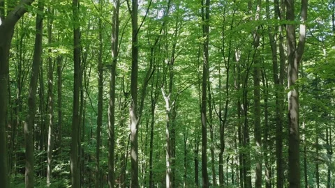 Aerial view flying down of trees in the wild forest illuminated by the shining Stock Footage 169753681