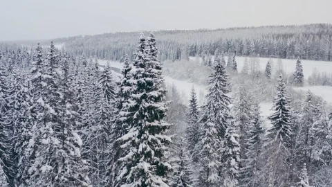 Aerial view flying a drone between snow-covered Christmas trees Stock Footage