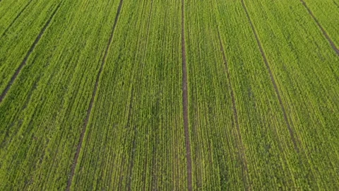 Aerial view from a flying drone on a green agricultural field on a spring day. Stock Footage 147213541