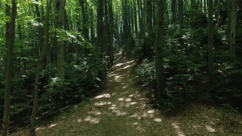 Aerial view from a flying drone of a pathway through a green deciduous forest on Stock Footage 181793226