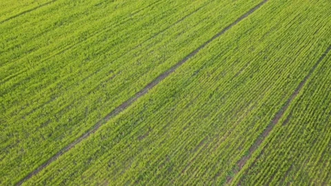 Aerial view from a flying drone at spring green plantation on a spring day. Stock Footage 147215095