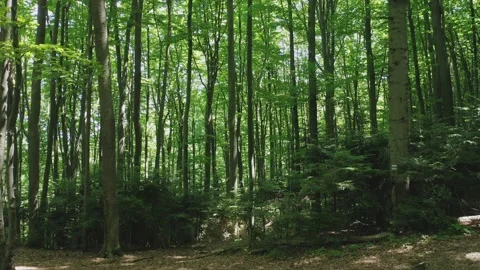 Aerial view from a flying drone through a green deciduous forest on a summer Stock Footage 170258040