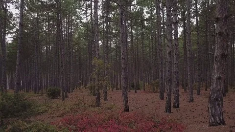 Aerial View: flying drones in a pine forest through spruce at high speed. Tunnel Stock Footage 82694704