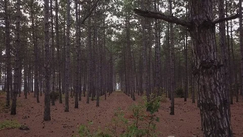 Aerial View: flying drones in a pine forest through spruce at high speed. Tunnel Stock Footage 82698107
