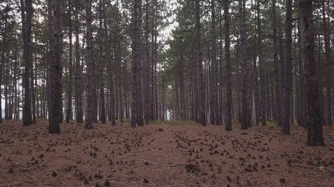 Aerial View: flying drones in a pine forest through spruce at high speed. Tunnel Video stock 82701888