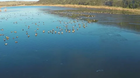 AERIAL view of flying ducks in the lake, SLOW Motion. Vídeos de archivo 59506495
