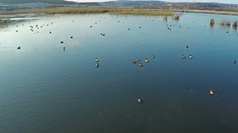AERIAL view of flying ducks in the lake, SLOW Motion. 動画素材 59506527