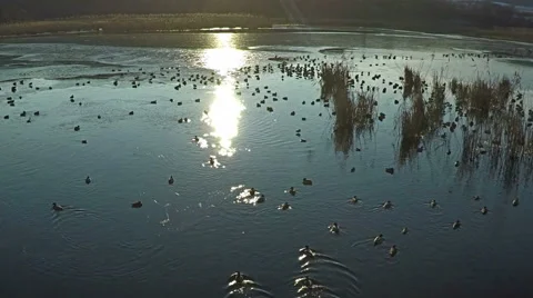 AERIAL view of flying ducks in the lake, SLOW Motion. 库存影片 59506537