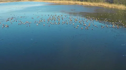 AERIAL view of flying ducks in the lake, SLOW Motion. Video stock 59506541
