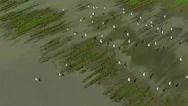 Aerial View Flying Flock Of Pelicans, Slow Motion Stock Footage