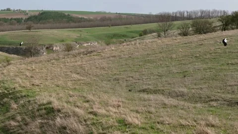 Aerial view of flying flock white storks above countryside. Stock Footage 292534045