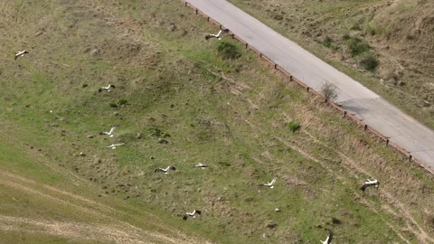 Aerial view of flying flock white storks above countryside. Stock Footage 292534701