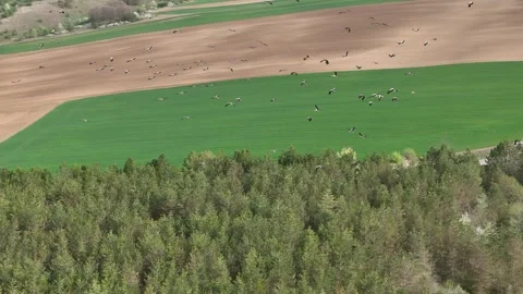 Aerial view of flying flock white storks above countryside. Stock Footage 292534876