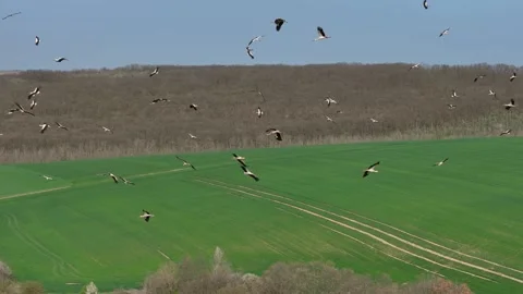Aerial view of flying flock white storks above countryside. Stock Footage 292535145