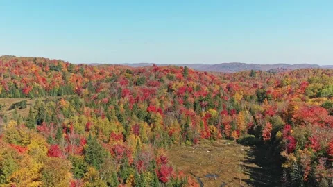 Aerial view flying forward getting near the colorful trees of the forest 動画素材 163982324