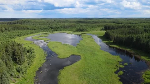Aerial view flying forward over an extensive green northern forest  Stock Footage 275450021
