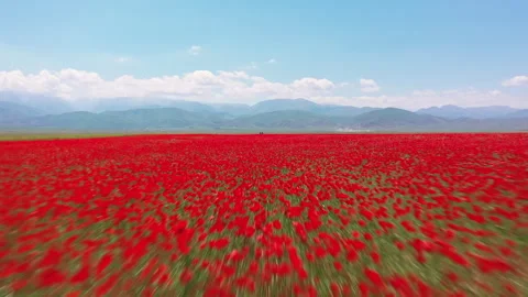 Aerial view flying forward over a beautiful red poppy field Stock Footage 324524641