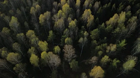 Aerial View Flying Forward Over Green Forest Landscape – 4K ProRes Stock Footage 333964193