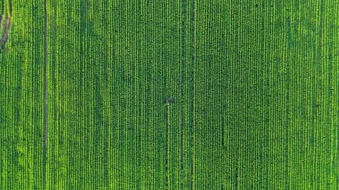 Aerial view of flying with green corn Stock Footage 295906828