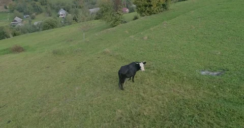 Aerial view: Flying low and slow over cow in Transcarpathian mountains Stock Footage 95877068