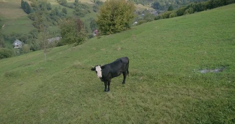 Aerial view: Flying low and slow over cow in Transcarpathian mountains Stockbeeldmateriaal 95877145