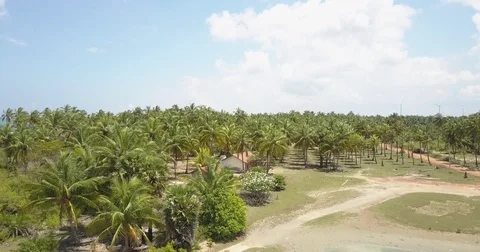 Aerial view flying low over exotic palm trees in Sri Lanka Stock Footage 79722741