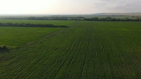 Aerial view Flying low over a field of corn in the late afternoon light Stock Footage 157137295
